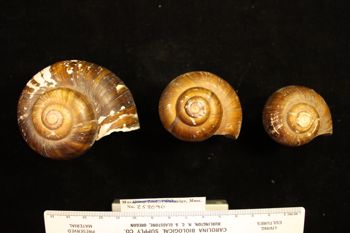 Media type: image; Malacology 258090